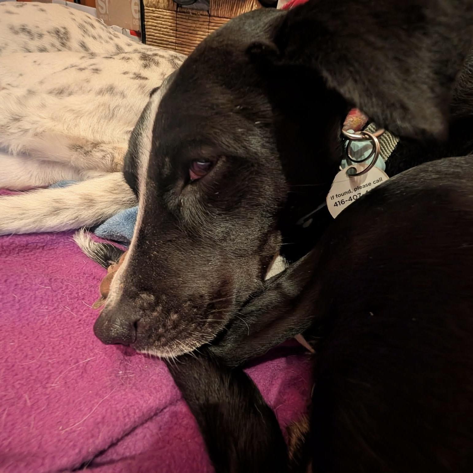 Enlarge Dixi, a ADOPTABLE mixed breed in Mississauga, ON image 4/6