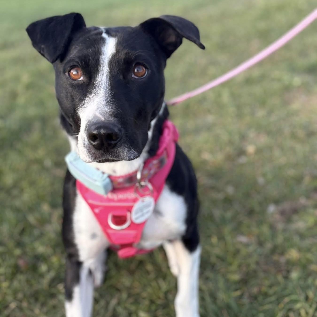 Dixi, ADOPTABLE, Young Female Mixed Breed & Labrador Retriever.