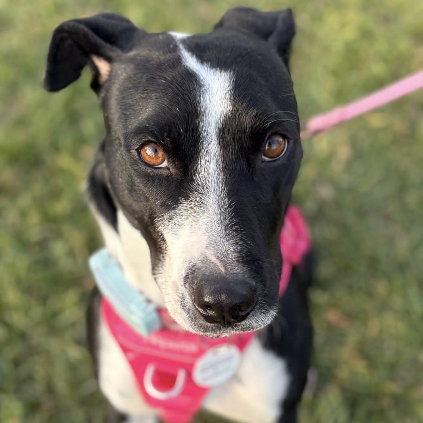 Enlarge Dixi, a ADOPTABLE mixed breed in Mississauga, ON image 3/6