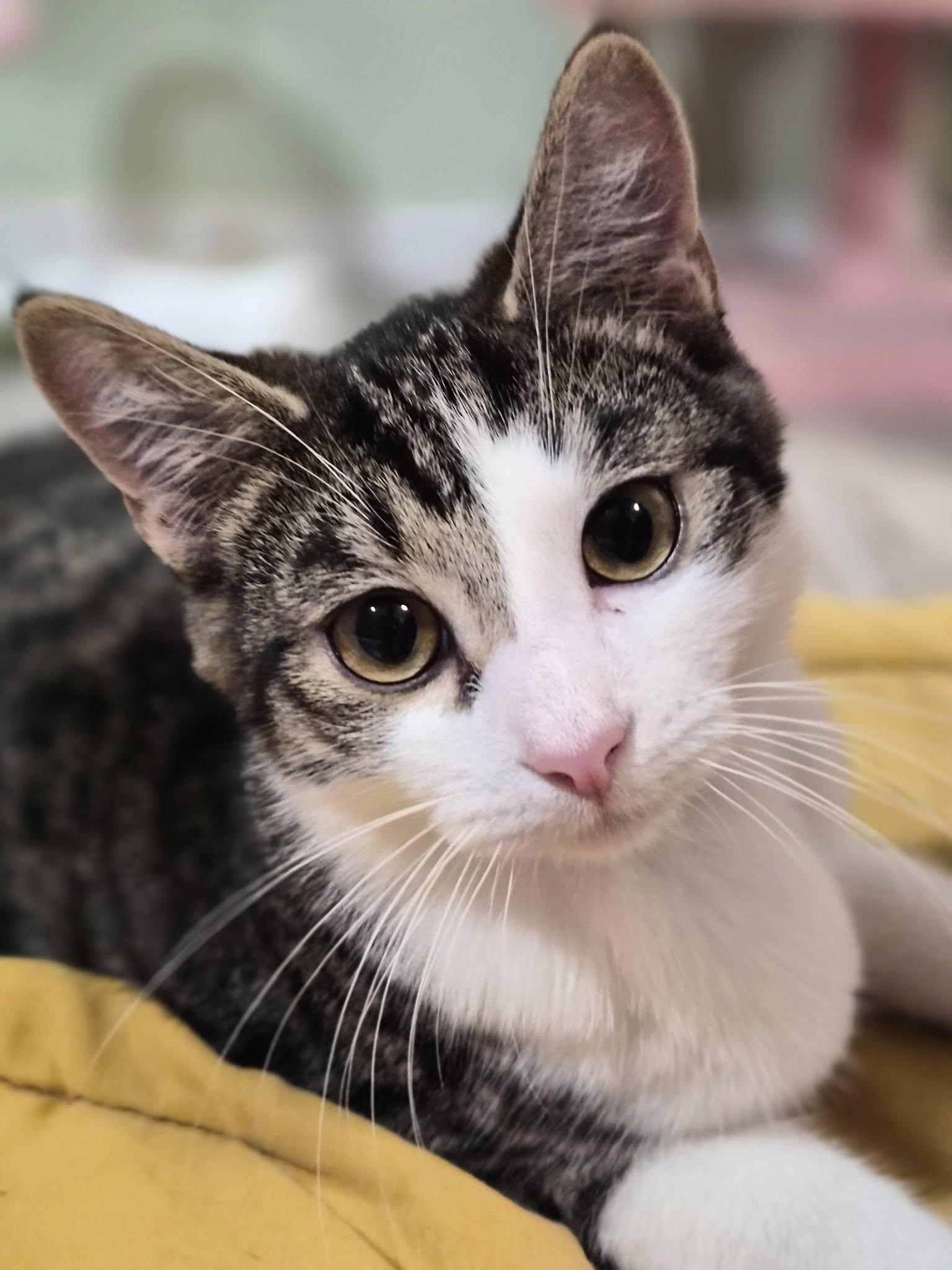 Berloize, Adoptable, Young Male Manx & American Shorthair.