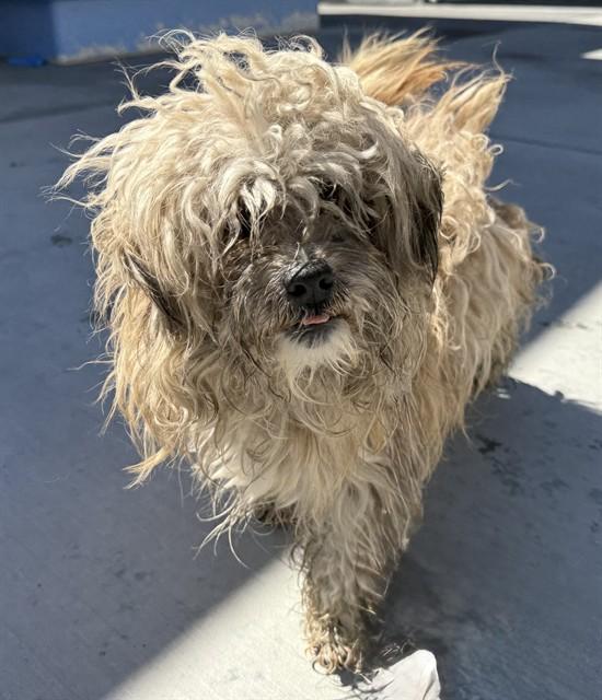 GAARA, Adoptable, Adult Male Havanese.