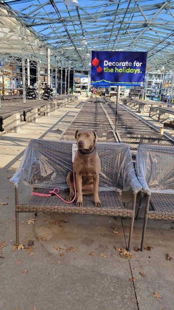 Enlarge Essy, a Adoptable Labrador Retriever in Fayetteville, AR image 1/6