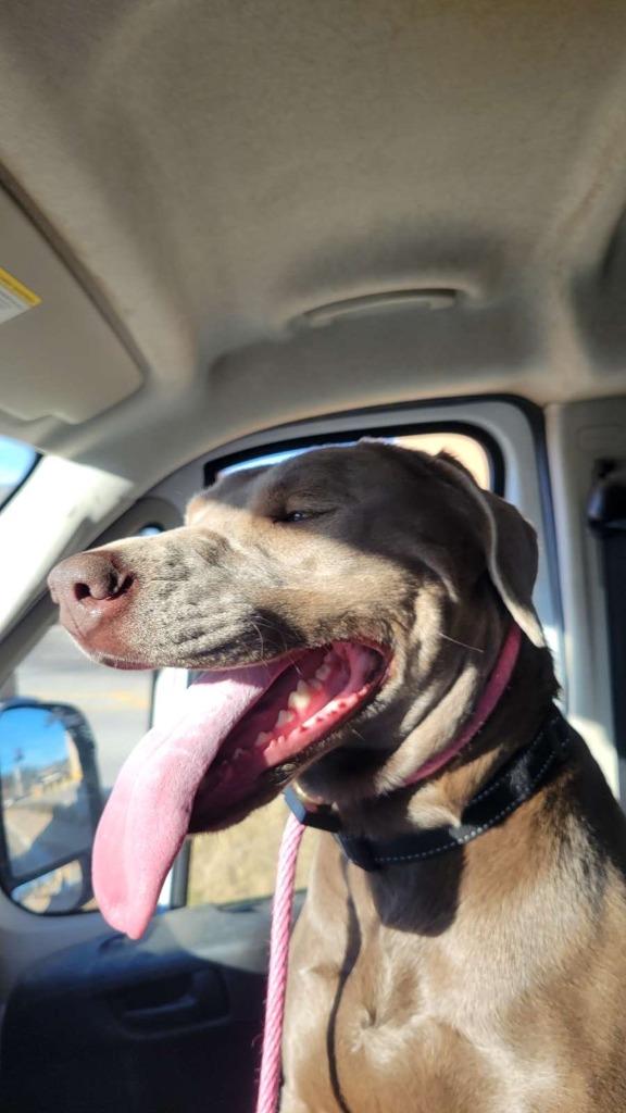 Enlarge Essy, a Adoptable Labrador Retriever in Fayetteville, AR image 2/6