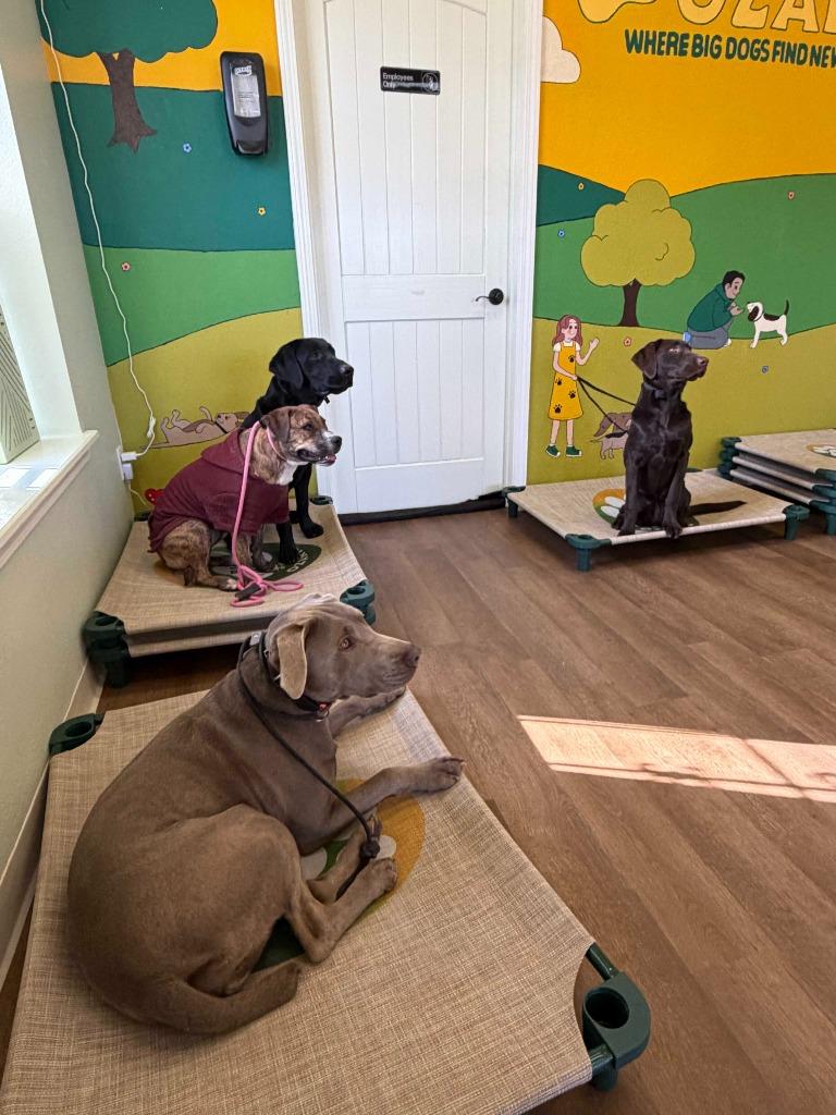 Enlarge Essy, a Adoptable Labrador Retriever in Fayetteville, AR image 3/6