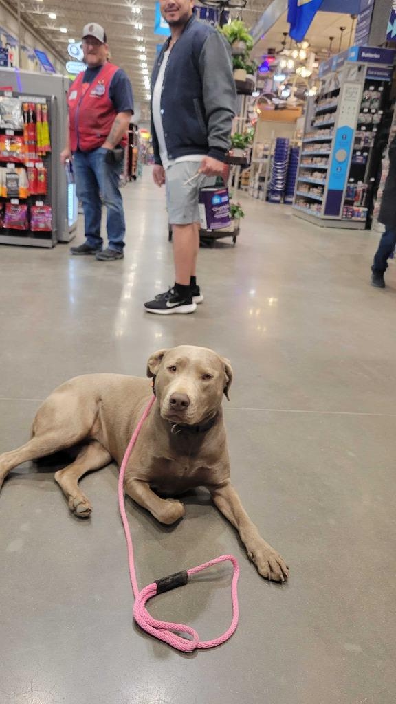 Enlarge Essy, a Adoptable Labrador Retriever in Fayetteville, AR image 4/6