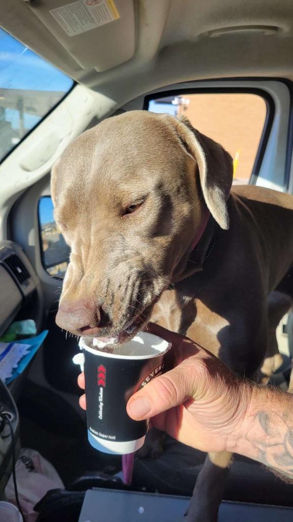 Enlarge Essy, a Adoptable Labrador Retriever in Fayetteville, AR image 5/6