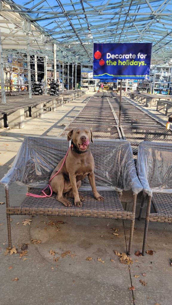 Enlarge Essy, a Adoptable Labrador Retriever in Fayetteville, AR image 6/6