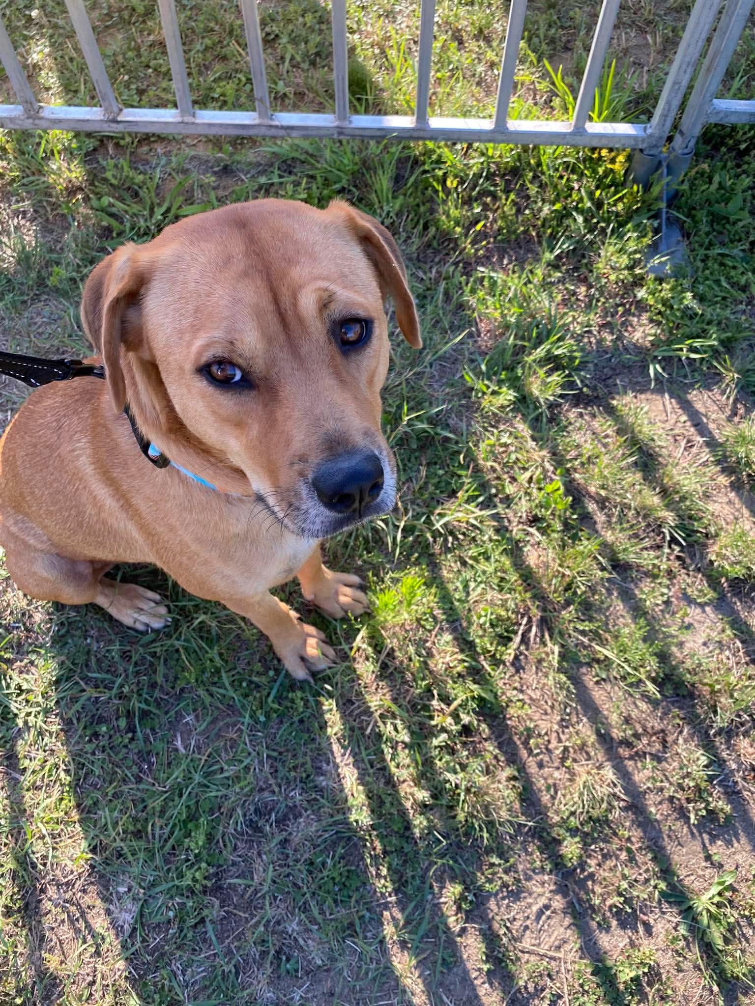 Daisy, ADOPTABLE, Adult Female Labrador Retriever.