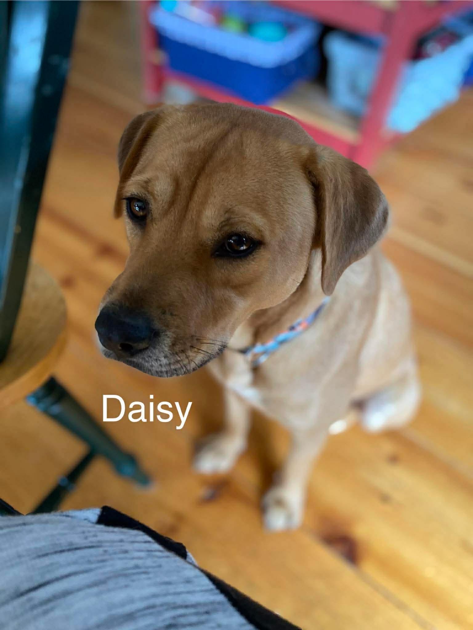 Enlarge Daisy, a ADOPTABLE mixed breed in Bristol, VT image 3/3