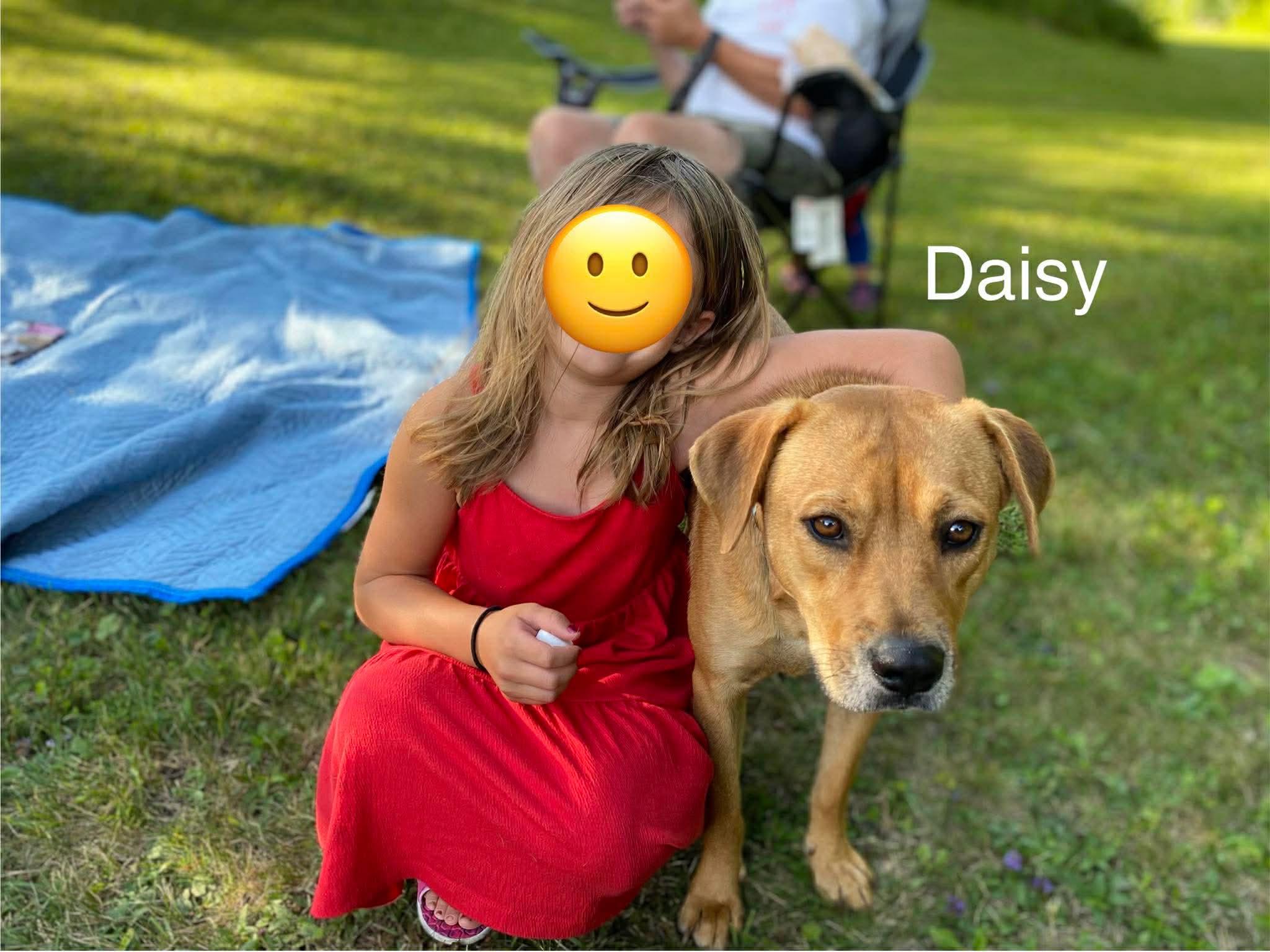 Enlarge Daisy, a ADOPTABLE mixed breed in Bristol, VT image 2/3