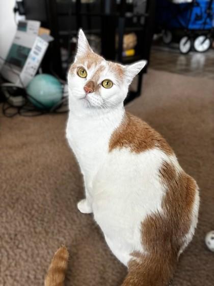 Enlarge Ms. Missy, a Adoptable mixed breed in Seattle, WA image 1/2