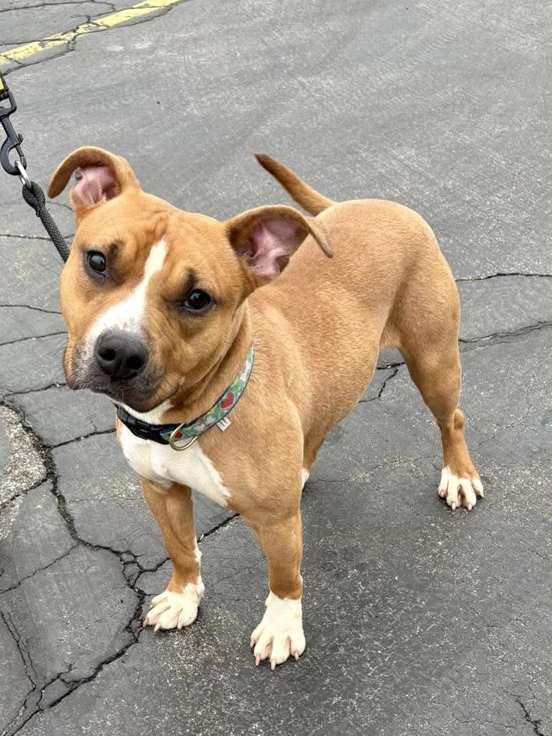 Khalil — thumbnail 2