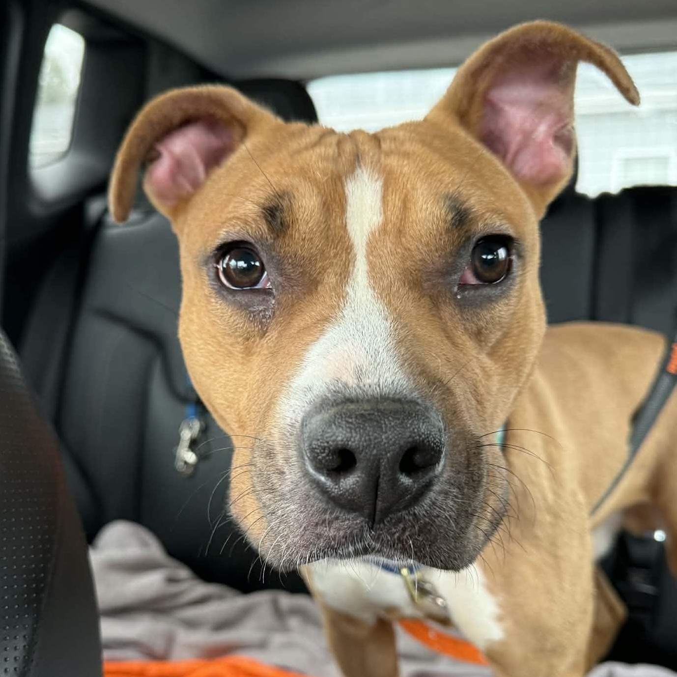 Khalil — thumbnail 4