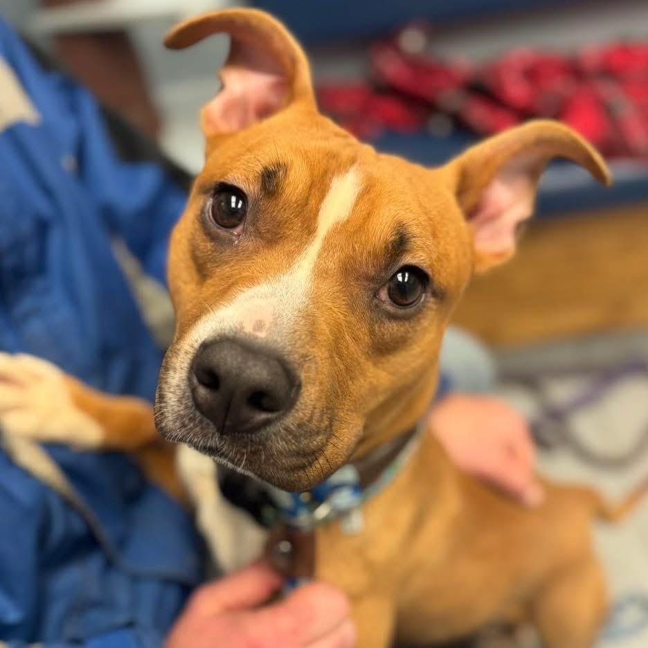 Khalil — thumbnail 5