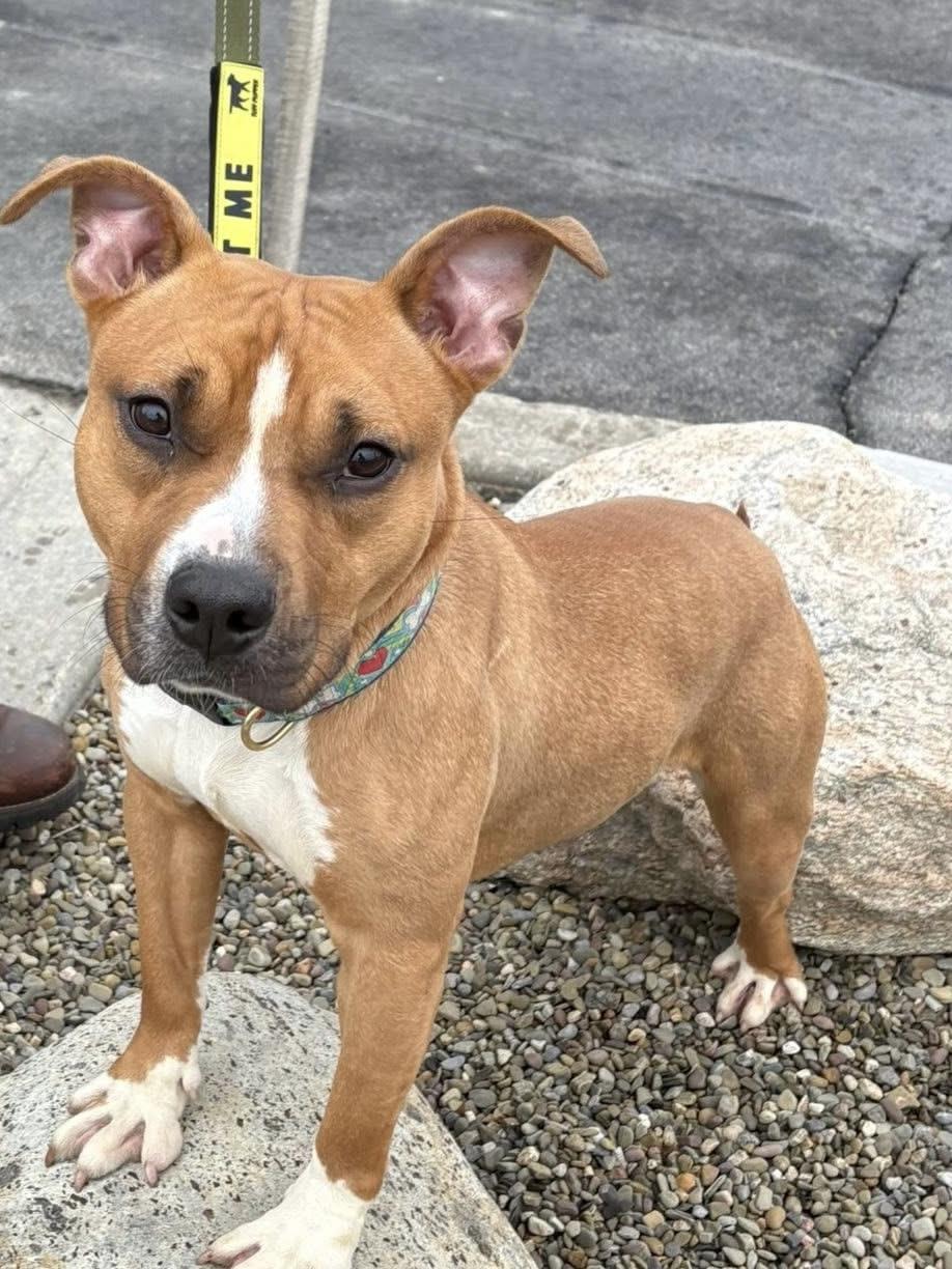 Khalil — thumbnail 6