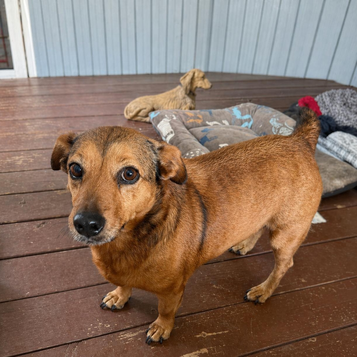 Enlarge Abby, a ADOPTABLE mixed breed in Douglas, GA image 1/2