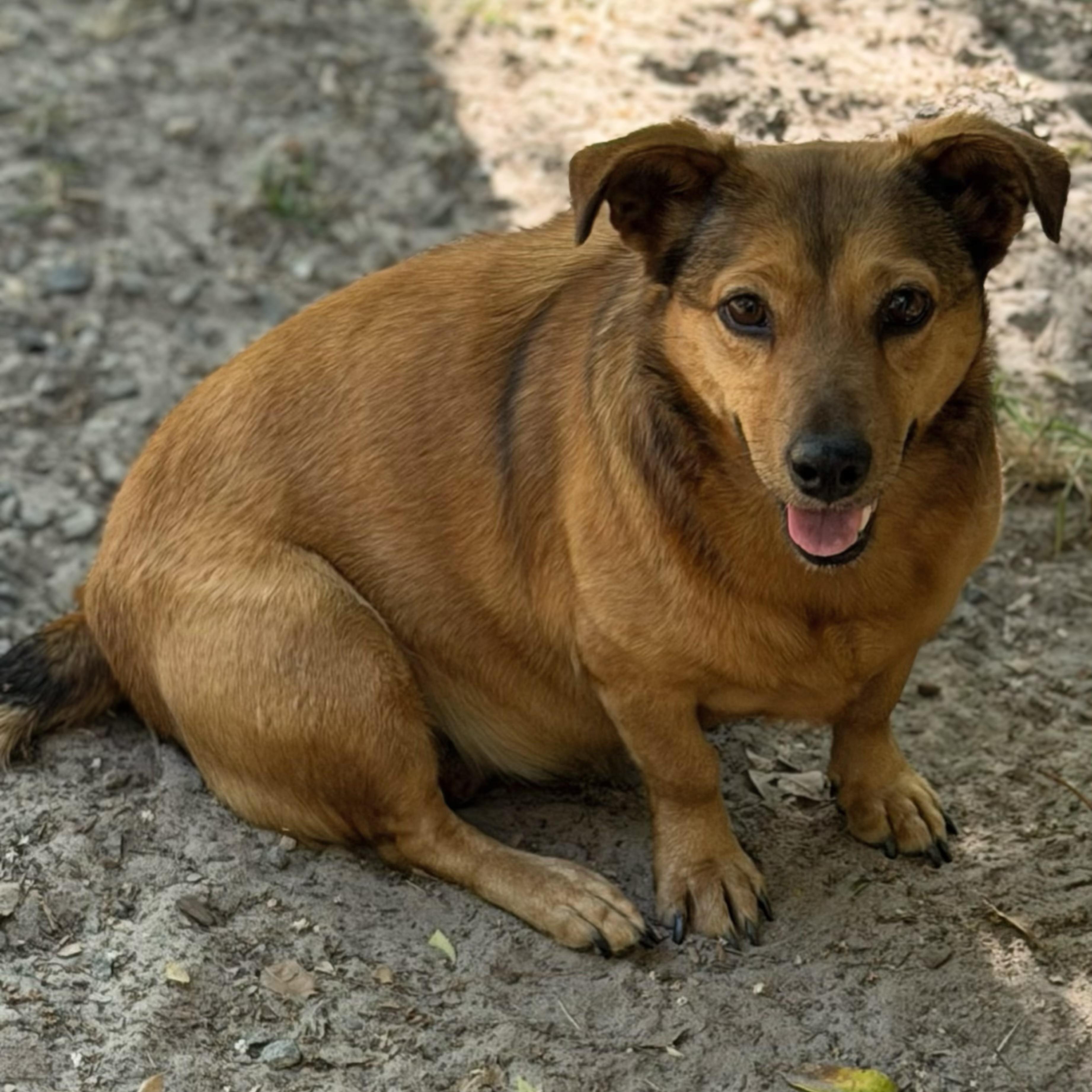 Enlarge Abby, a ADOPTABLE mixed breed in Douglas, GA image 2/2