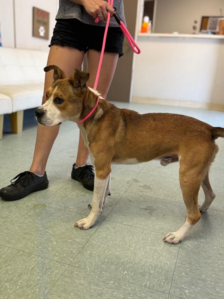 Sam, Adoptable, Young Male Mixed Breed.