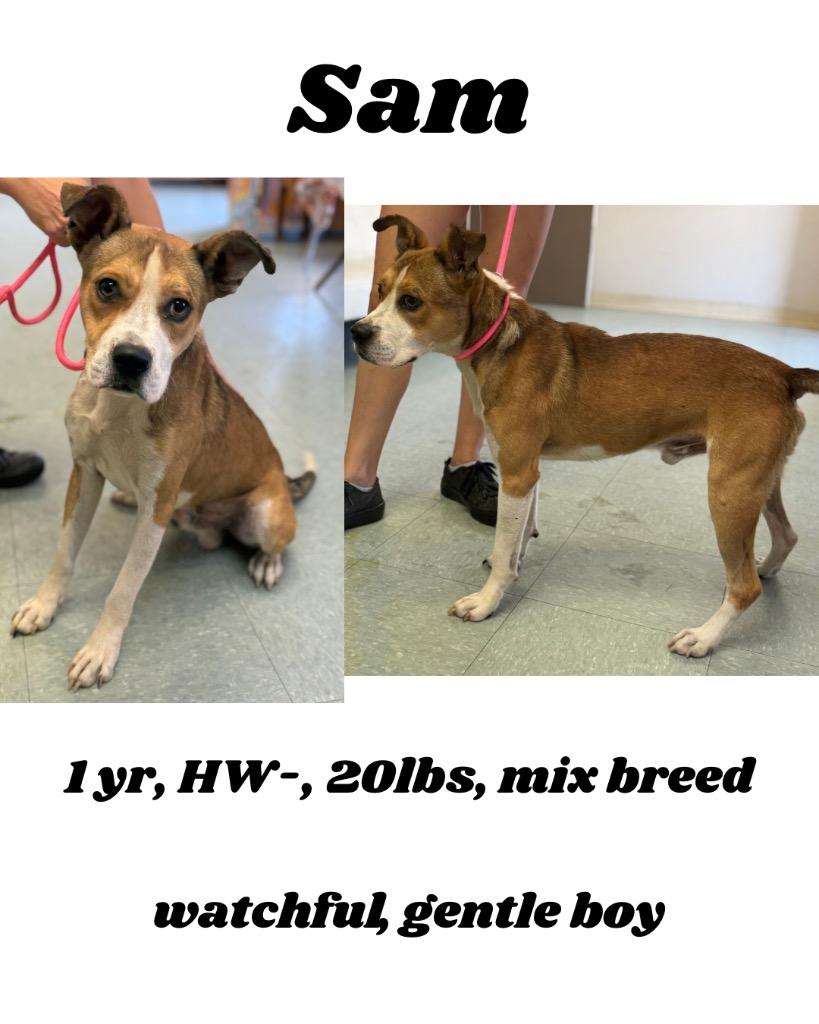 Enlarge Sam, a Adoptable mixed breed in Albany, GA image 2/3