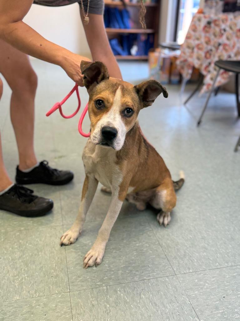 Enlarge Sam, a Adoptable mixed breed in Albany, GA image 3/3