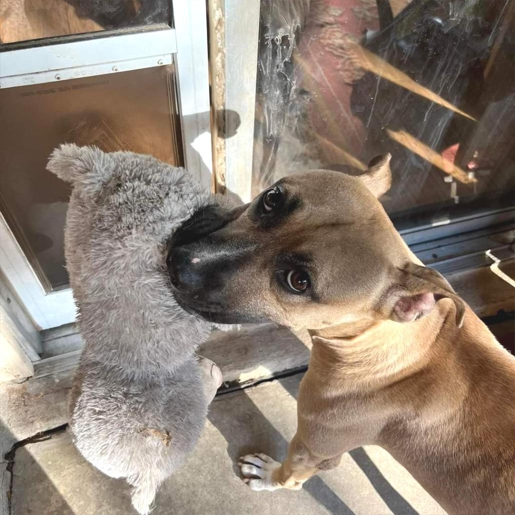 Fanboy — thumbnail 3