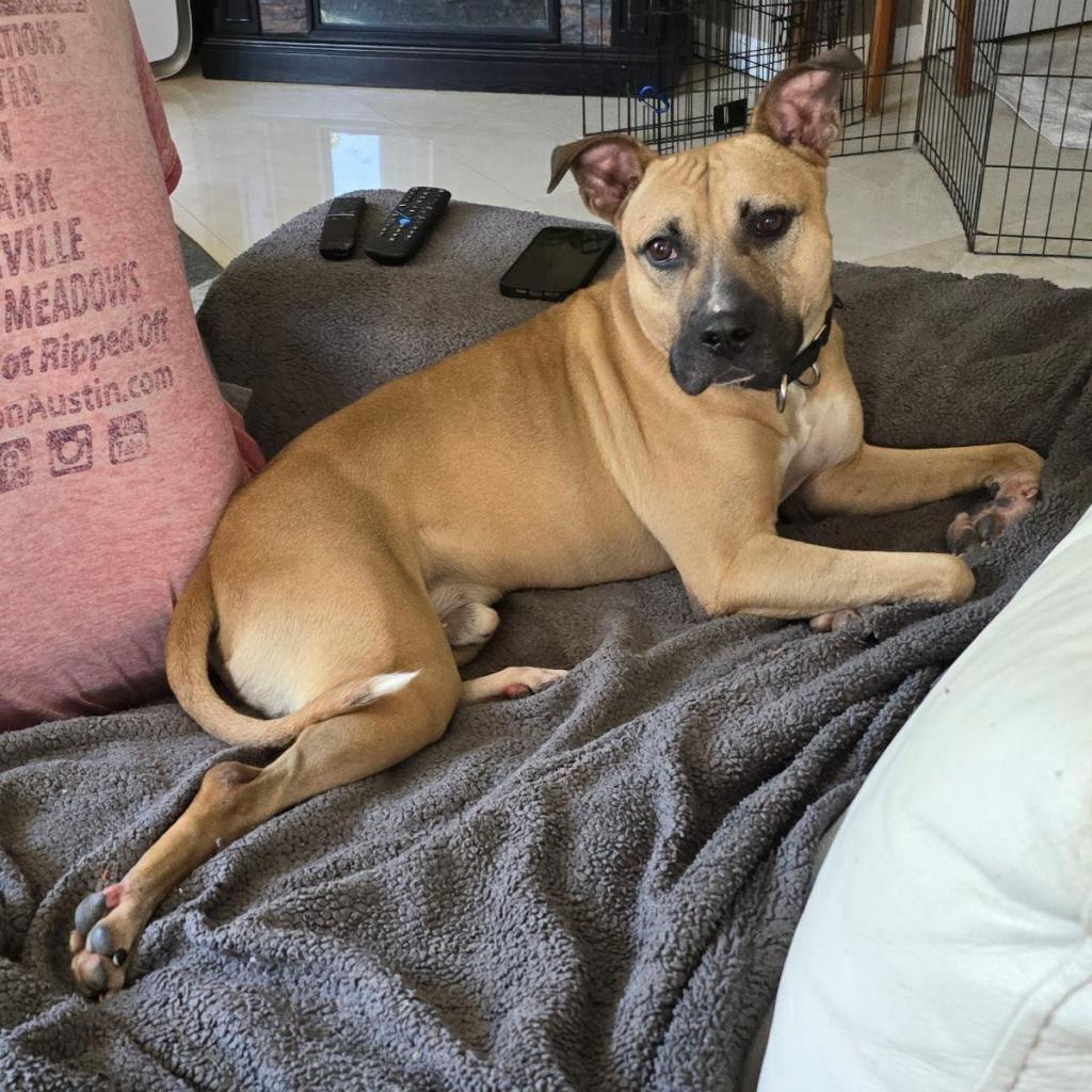 Fanboy — thumbnail 4