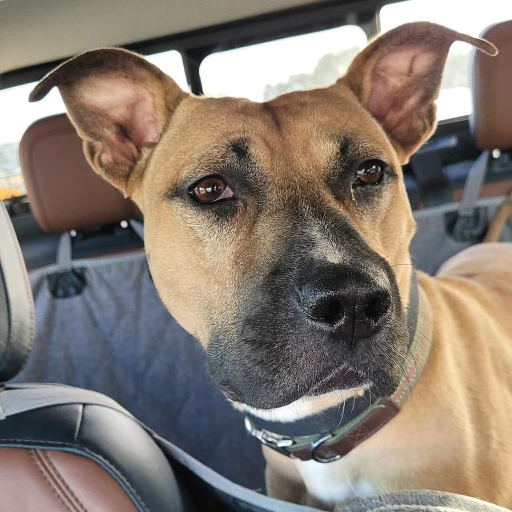 Fanboy — thumbnail 6