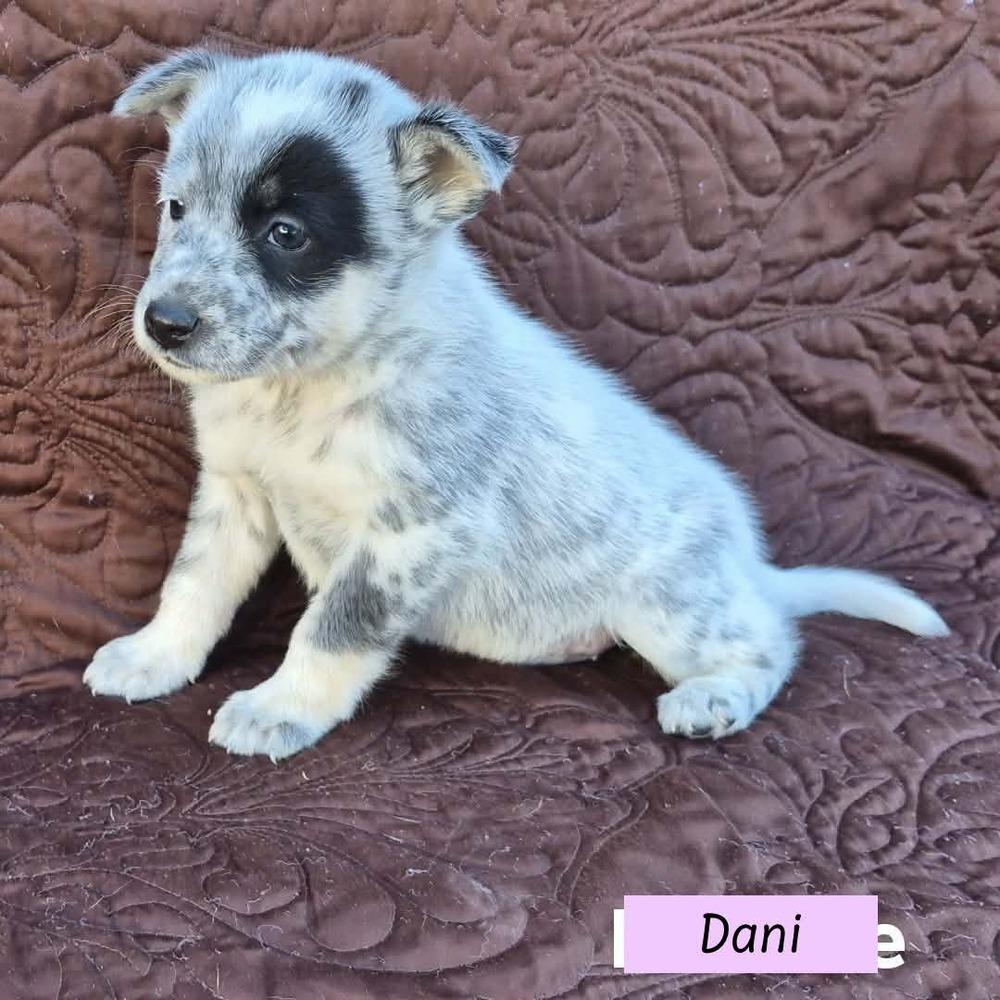 Dani (Darcy's Litter) — thumbnail 2