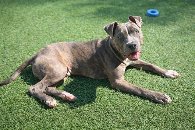 TOBEY, Adoptable, Young Male Pit Bull Terrier & Mixed Breed.