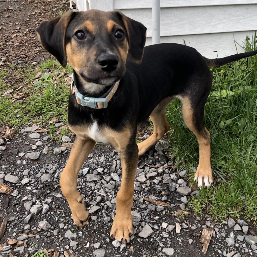 Enlarge Eva, a Adoptable mixed breed in Saugerties, NY image 2/3