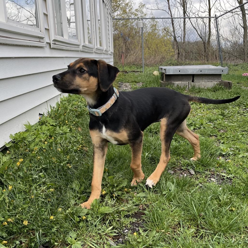 Enlarge Eva, a Adoptable mixed breed in Saugerties, NY image 3/3