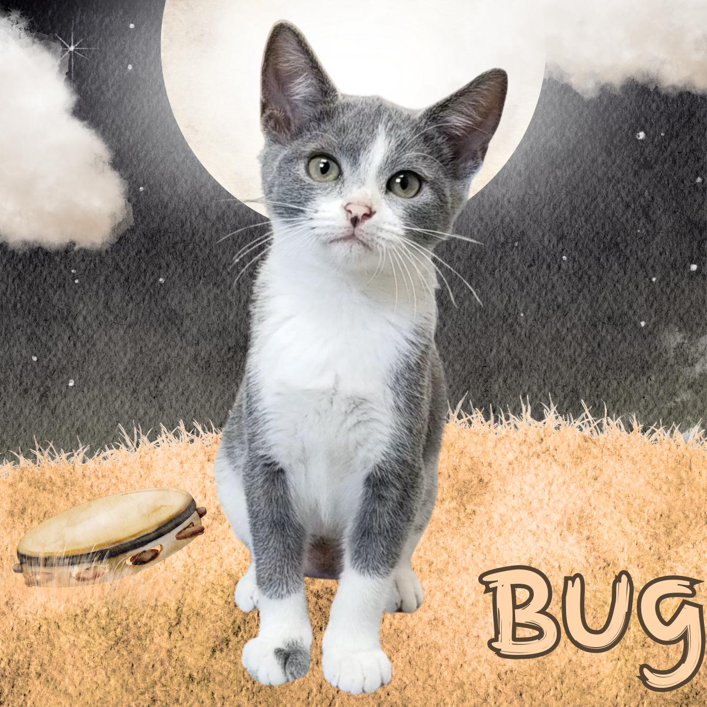 Bug, adopted, Young Female Domestic Short Hair.
