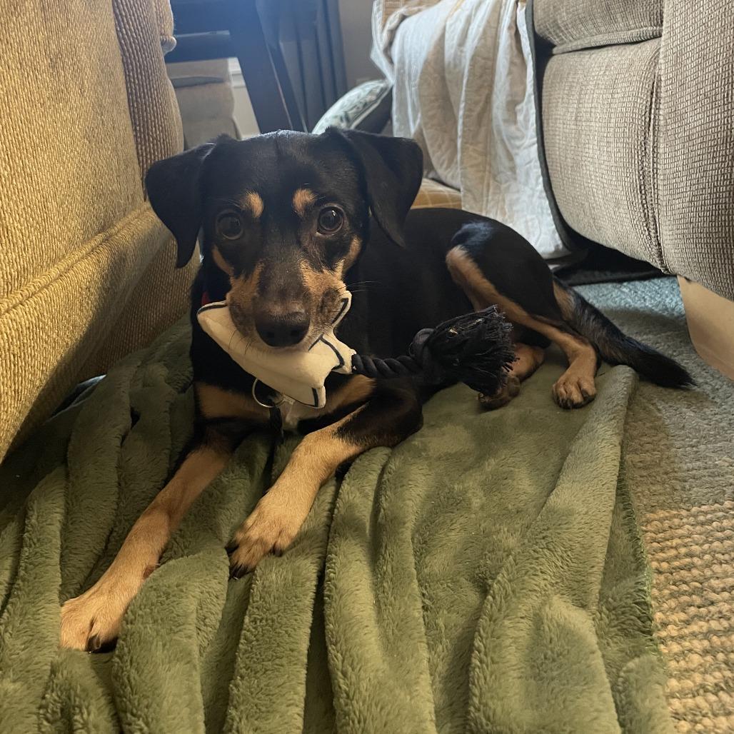 Alvin D66181, Adoptable, Adult Male Chihuahua & Mixed Breed.