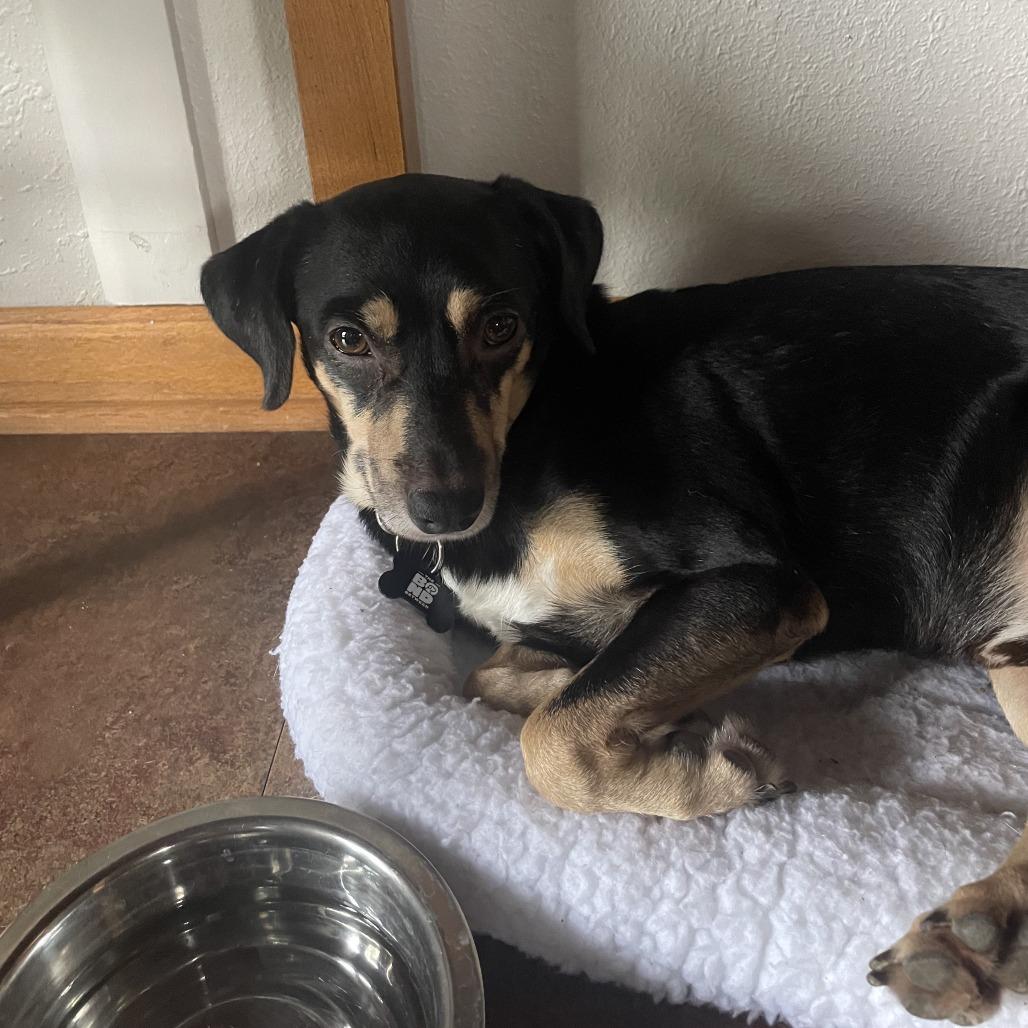 Alvin D66181, a Adoptable mixed breed in Minnetonka, MN image 2/5