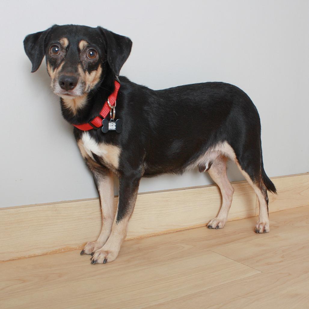 Alvin D66181, a Adoptable mixed breed in Minnetonka, MN image 4/5