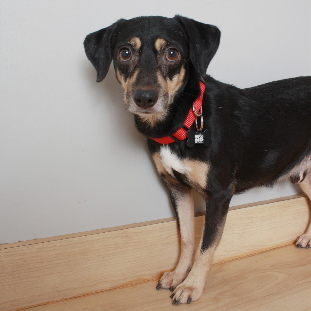 Alvin D66181, a Adoptable mixed breed in Minnetonka, MN image 5/5