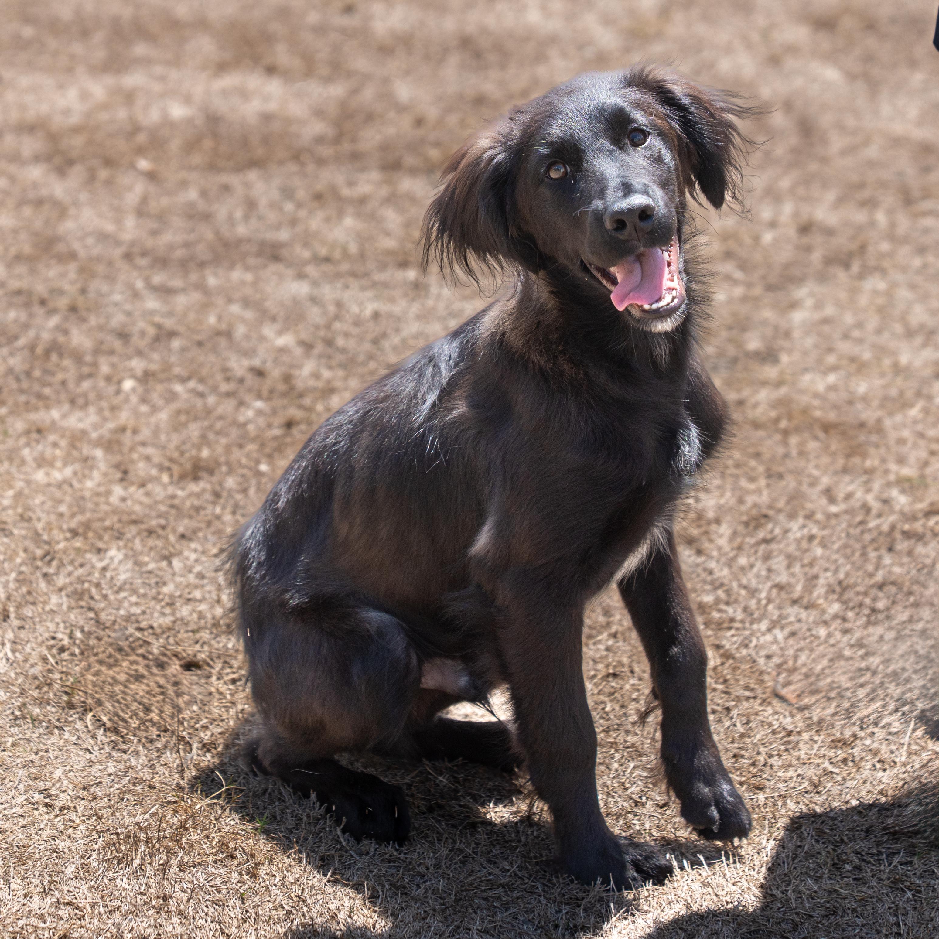 Enlarge Rook, a Adoptable mixed breed in Dripping Springs, TX image 1/1