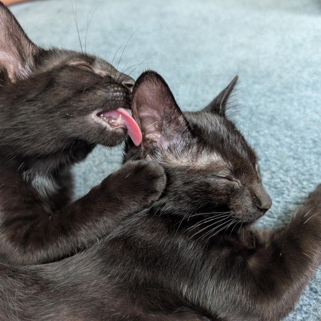 Taco and Pizza, Adoptable, Kitten Female Domestic Short Hair.