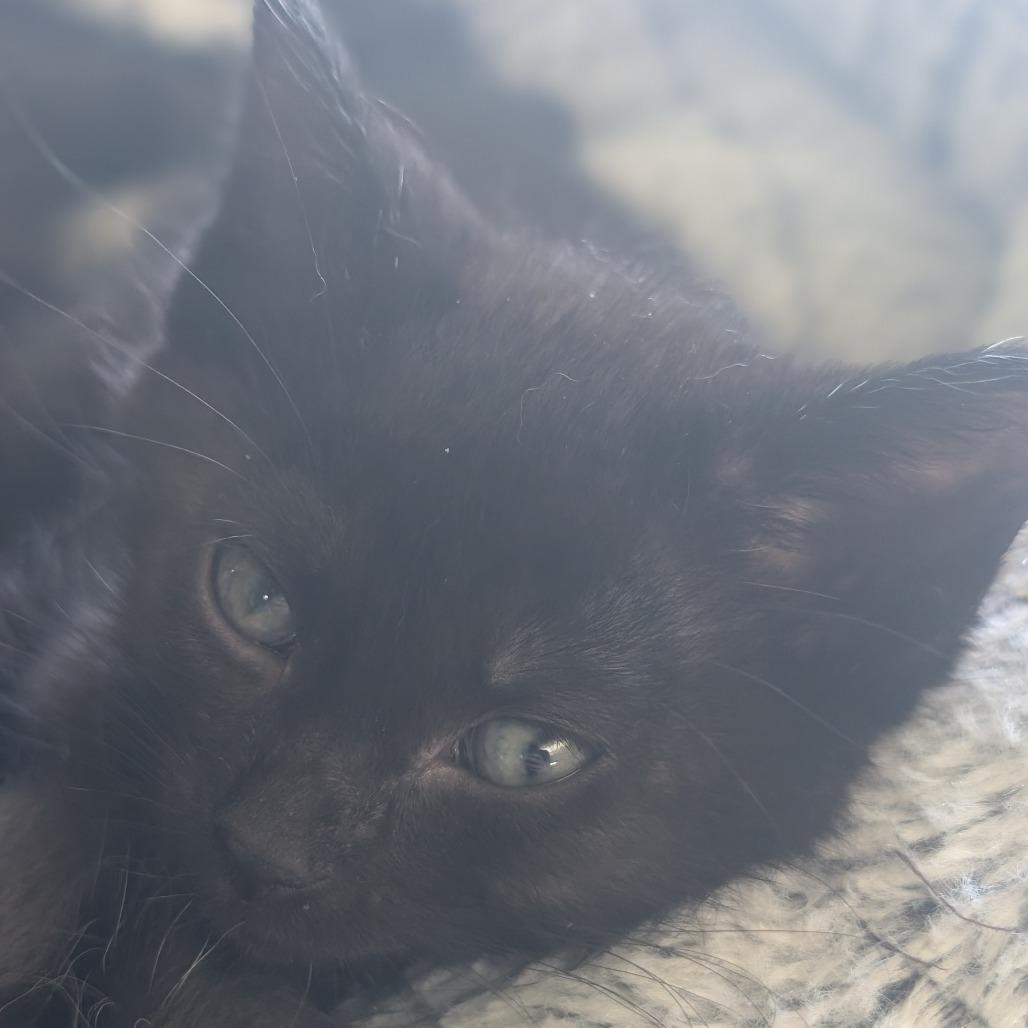 Taco and Pizza, a Adoptable Domestic Short Hair in Portage, MI image 3/6