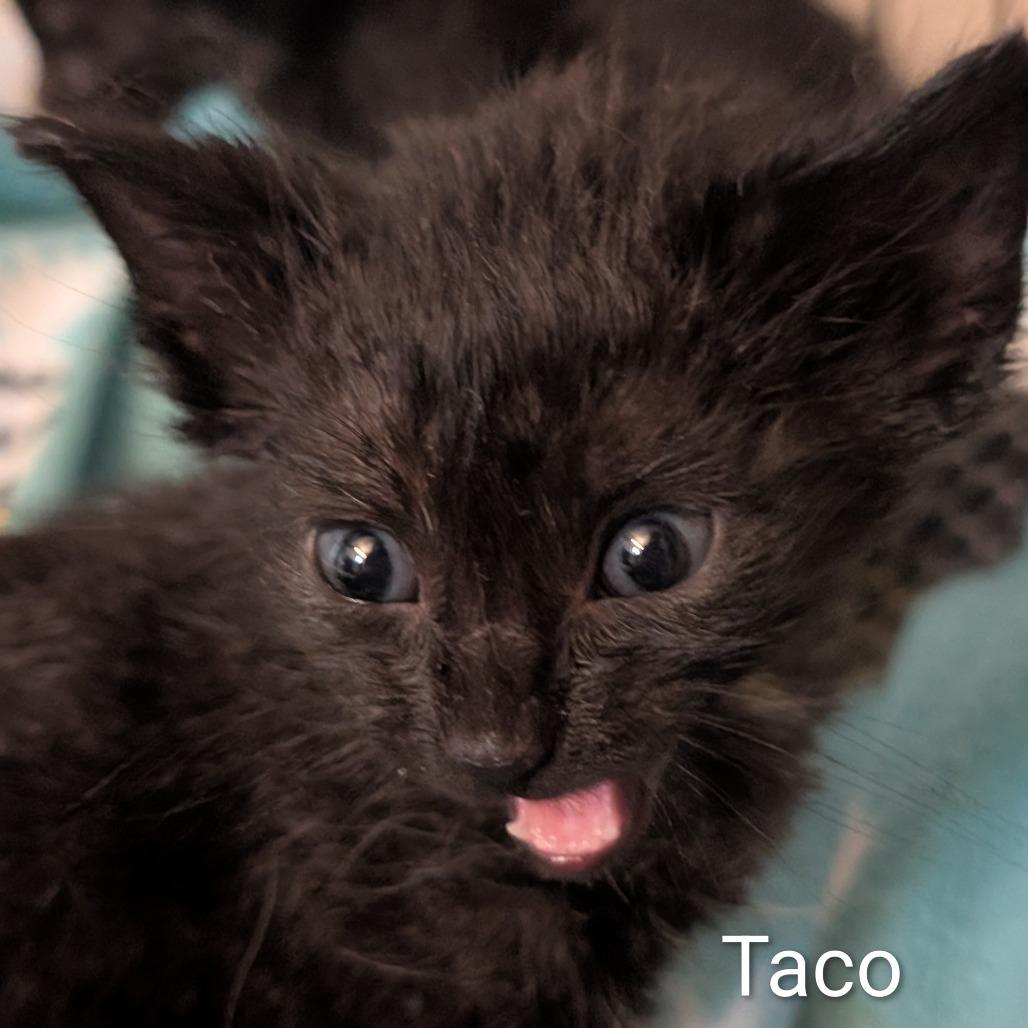 Taco and Pizza, a Adoptable Domestic Short Hair in Portage, MI image 4/6