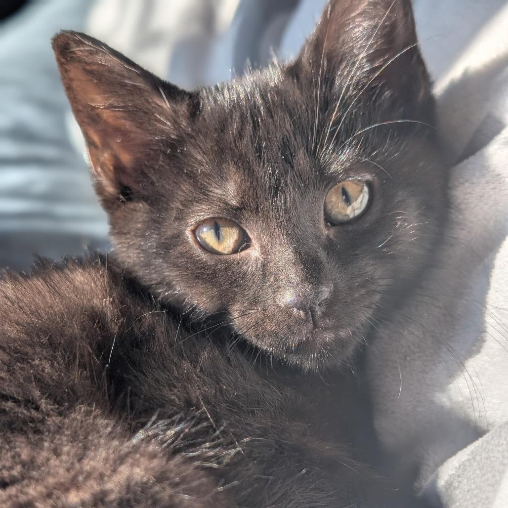 Taco and Pizza, a Adoptable Domestic Short Hair in Portage, MI image 5/6