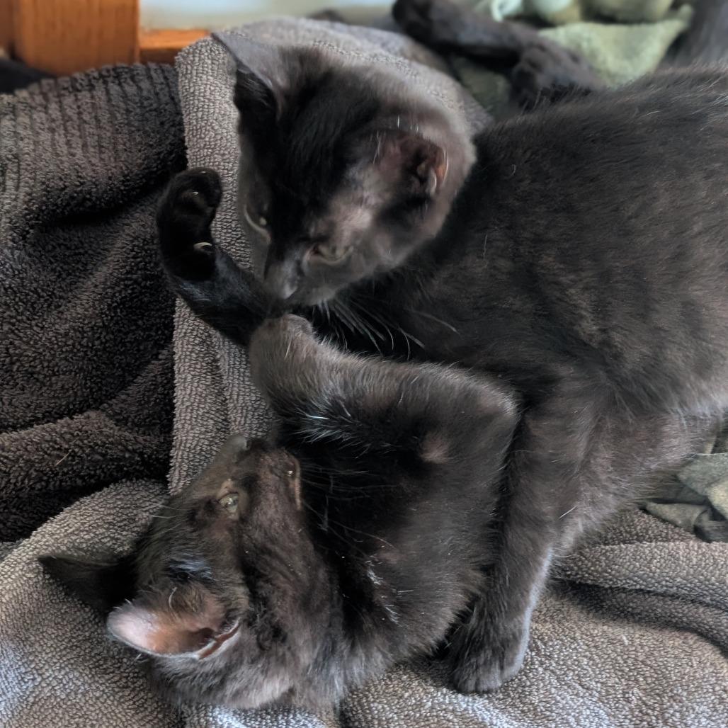 Taco and Pizza, a Adoptable Domestic Short Hair in Portage, MI image 6/6