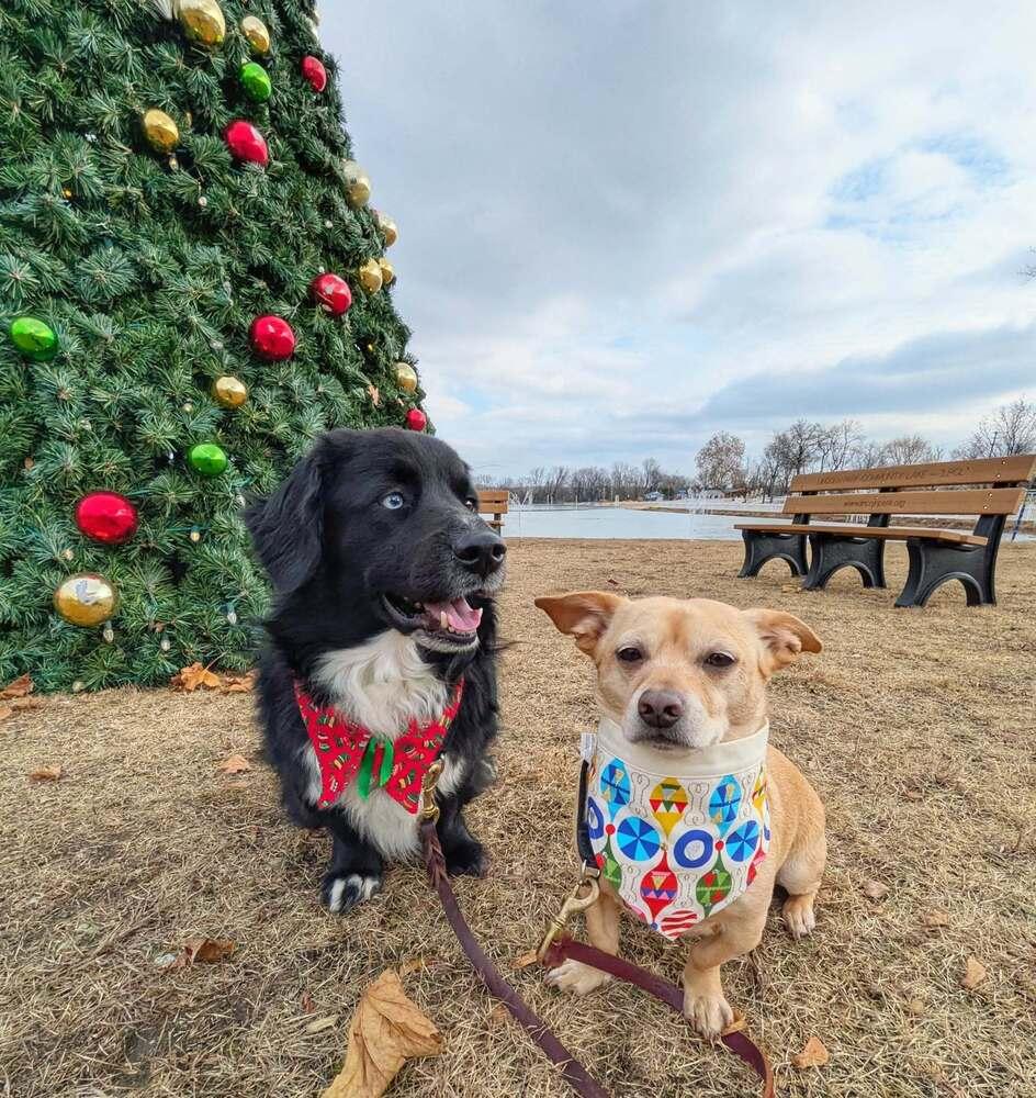 Enlarge Pastrami on Rye, a Adoptable mixed breed in Wayne, NJ image 4/6