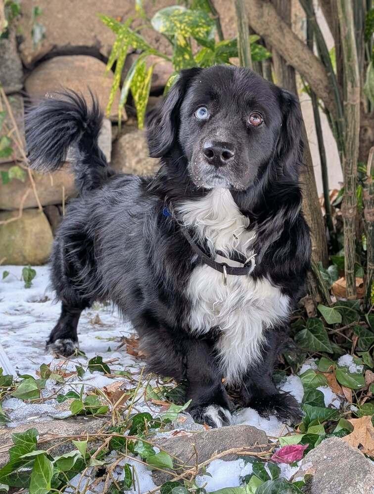 Pastrami on Rye, Adoptable, Adult Male Mixed Breed.