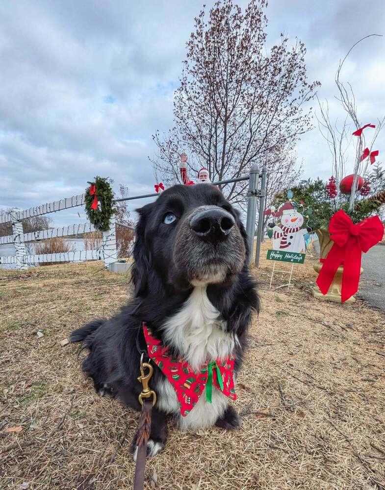 Enlarge Pastrami on Rye, a Adoptable mixed breed in Wayne, NJ image 5/6
