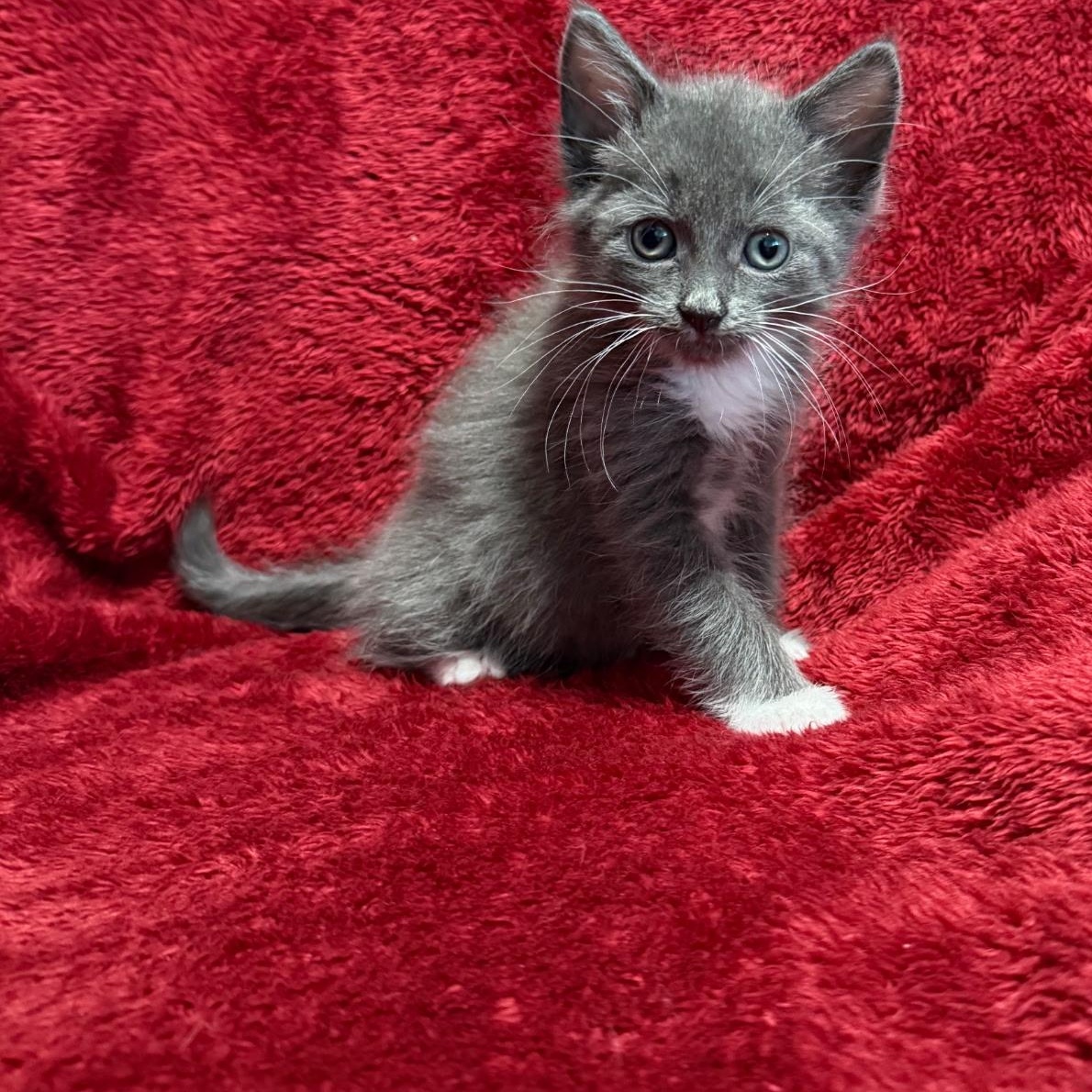 Clue - Preadoption ONLY, Adoptable, Kitten Male Domestic Short Hair.