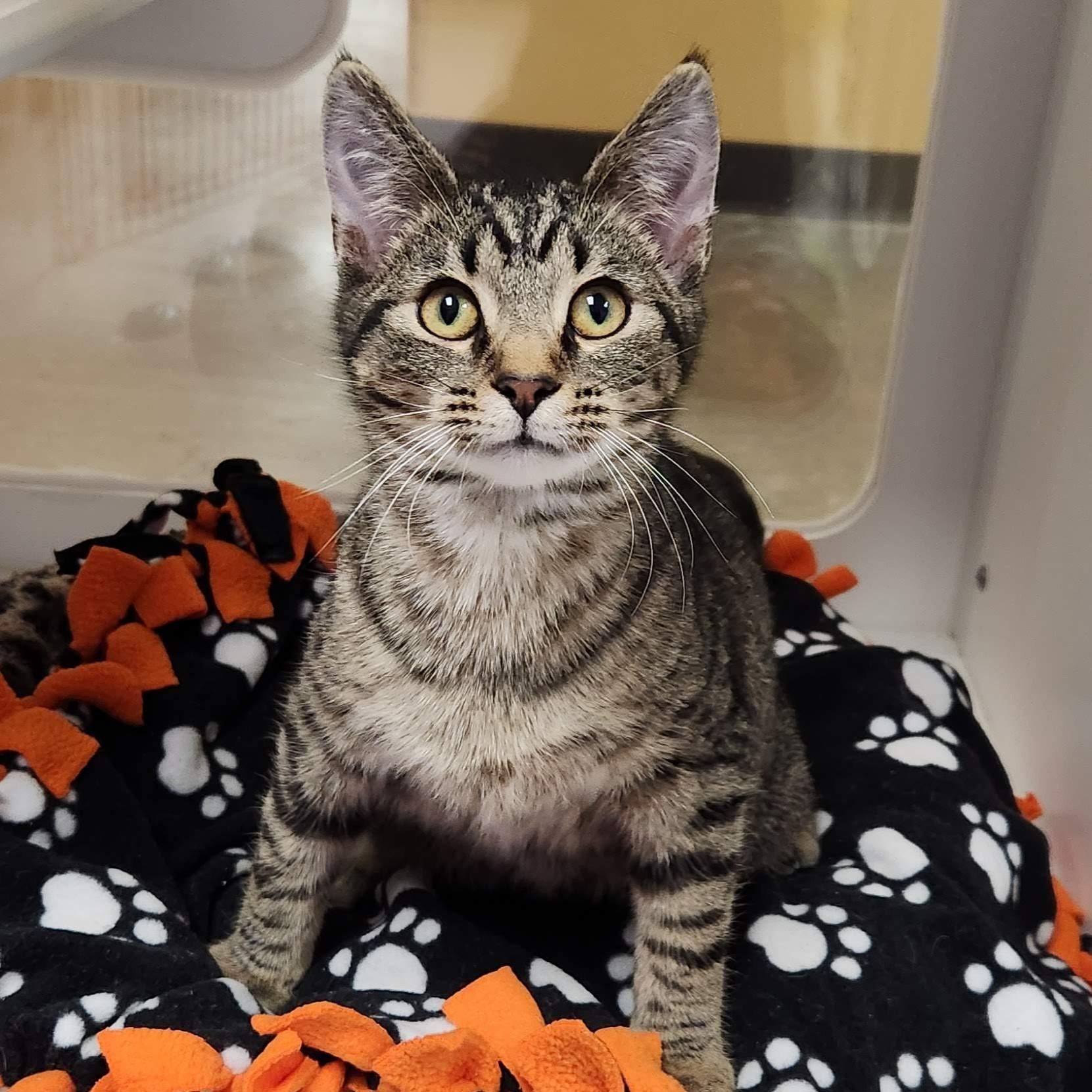 Enlarge Monty, a ADOPTABLE Tabby in Marshfield, WI image 1/6