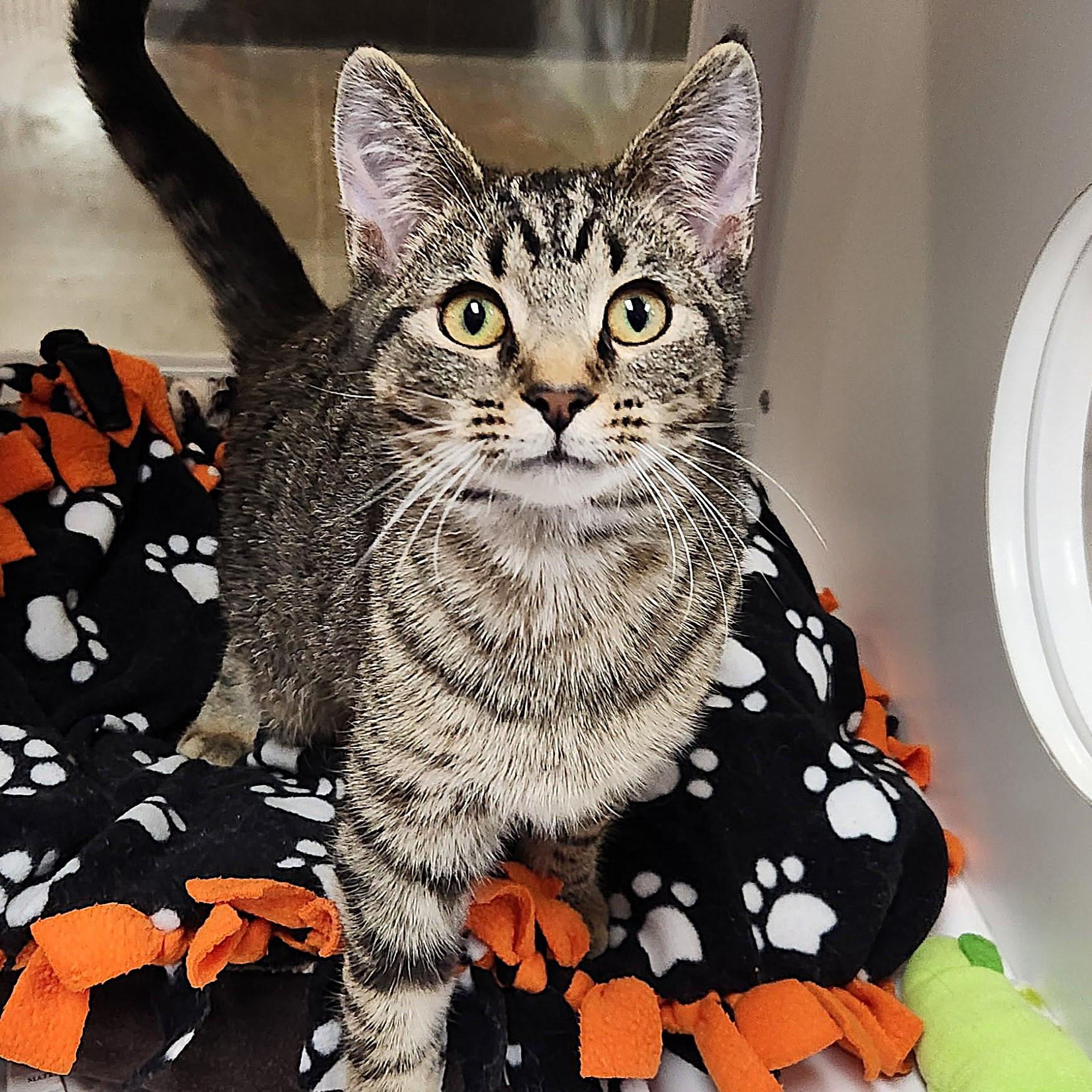 Enlarge Monty, a ADOPTABLE Tabby in Marshfield, WI image 4/6