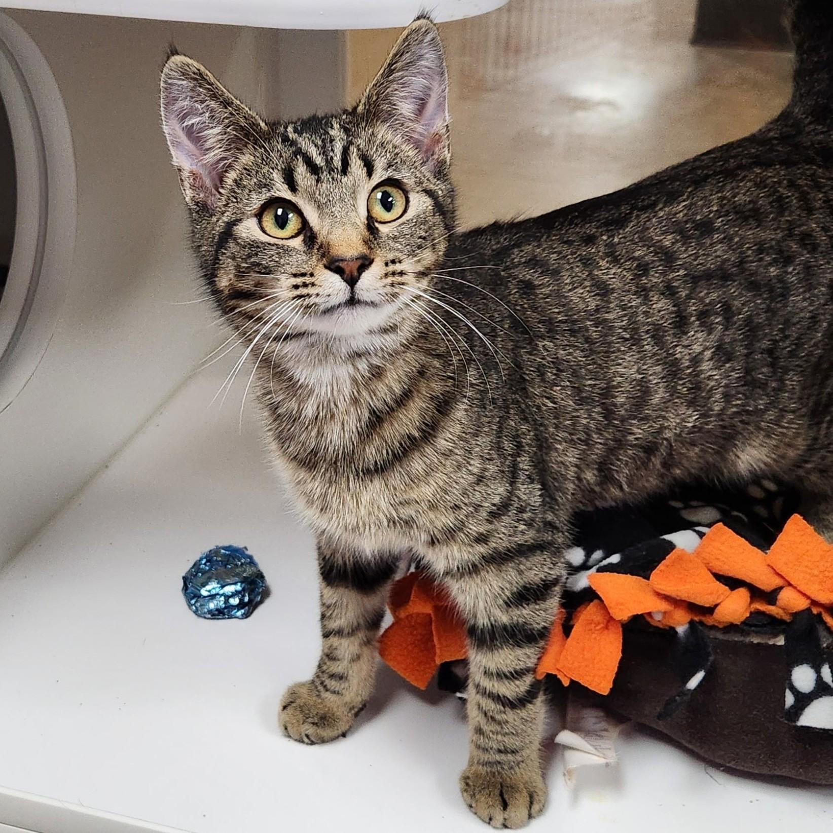 Enlarge Monty, a ADOPTABLE Tabby in Marshfield, WI image 3/6