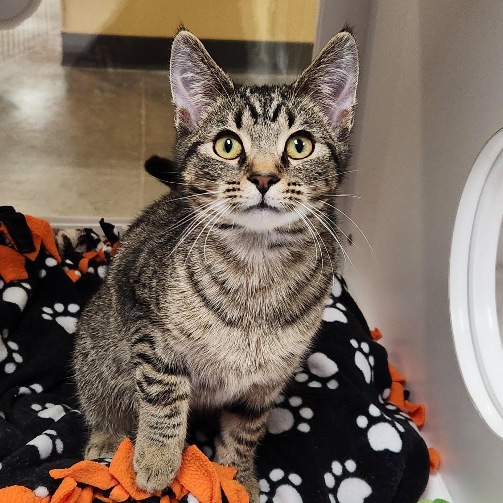 Enlarge Monty, a ADOPTABLE Tabby in Marshfield, WI image 2/6